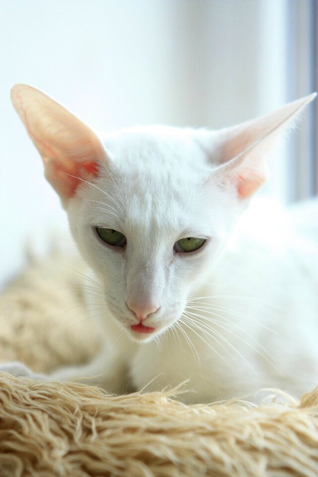 White animals siamese