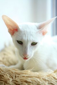 White animals siamese