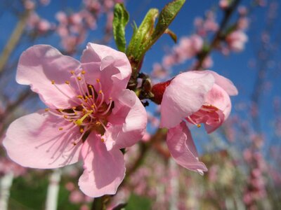 Branch blossom pink
