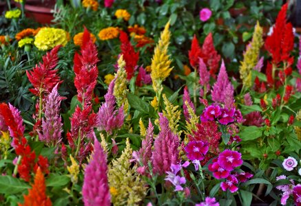 Nature garden ornamental photo