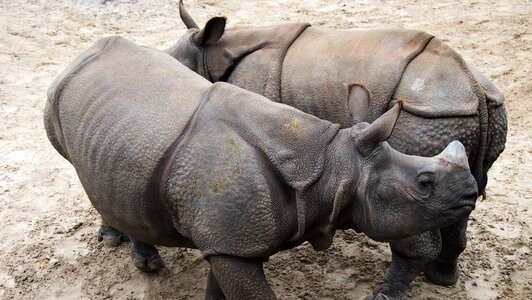 Wild zoo rhino couple
