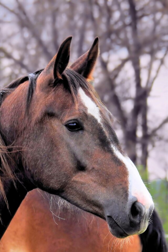 Horse horse head pferdeportrait