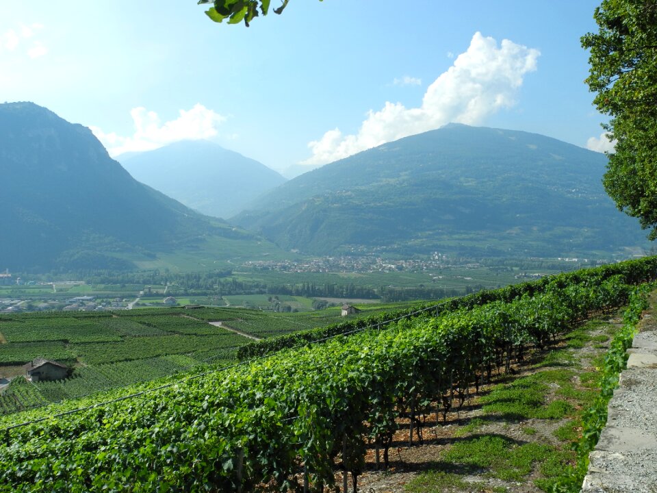 Nature summer winegrowing