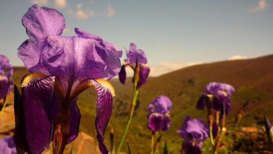 Hybrid dutch iris floristry bierzo