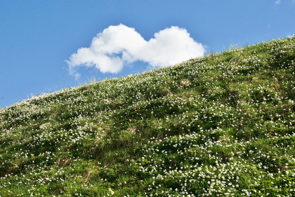 Cloud wood anemone flowers