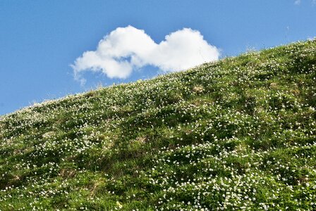 Cloud wood anemone flowers