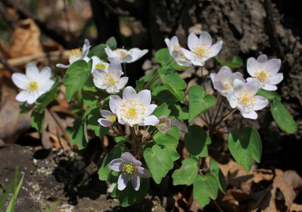 Wildlife blossom flora
