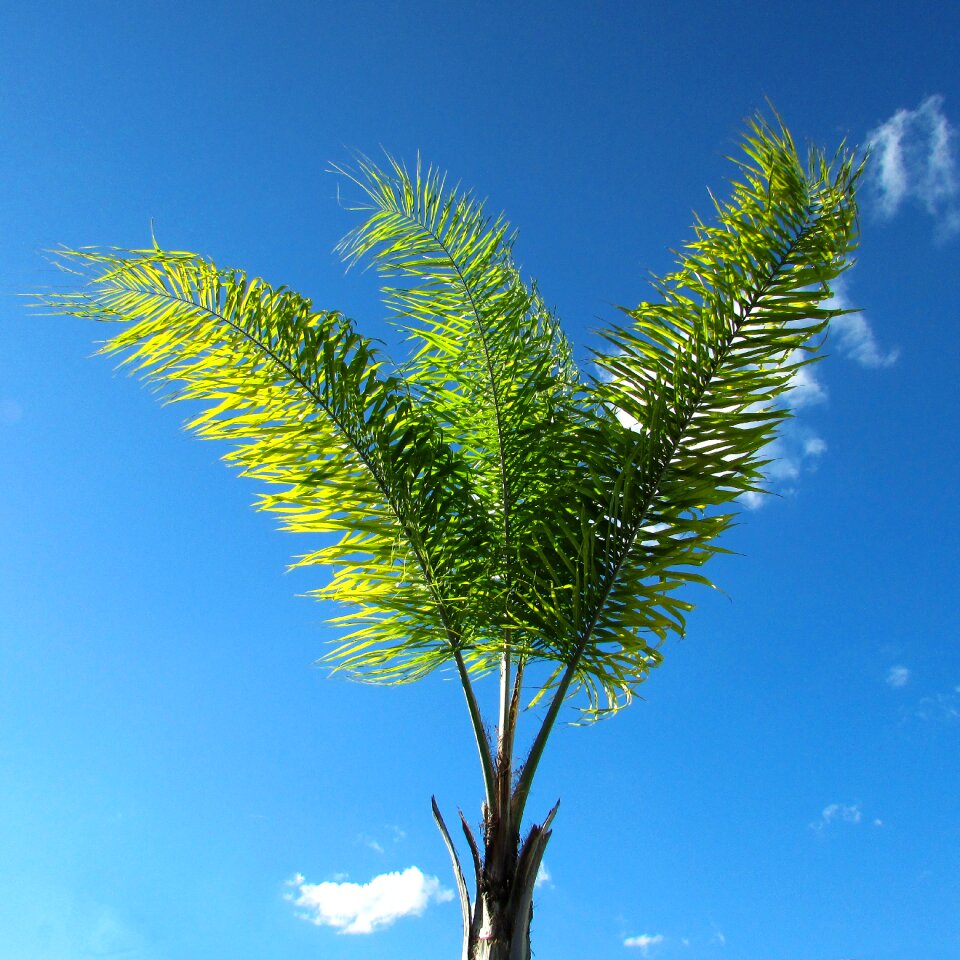 Coconut tree nature blue sky