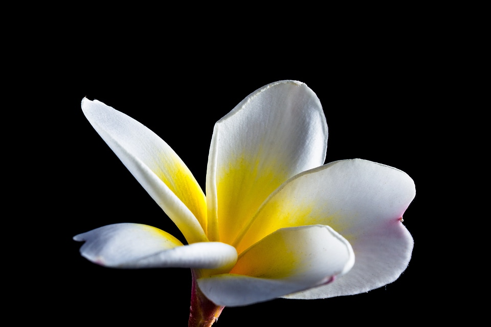 Frangipani plumeria white photo