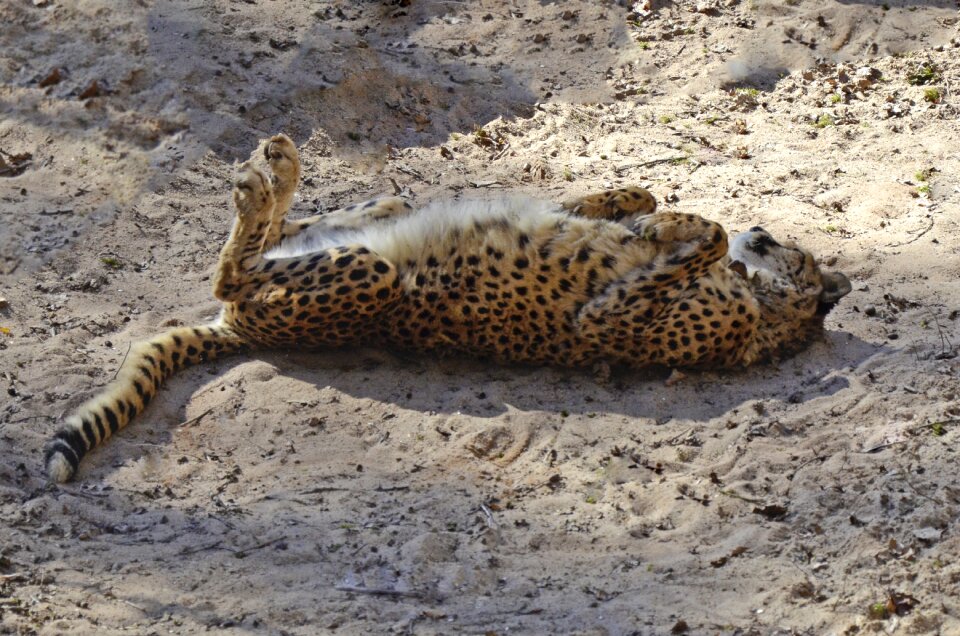 Africa concerns fur