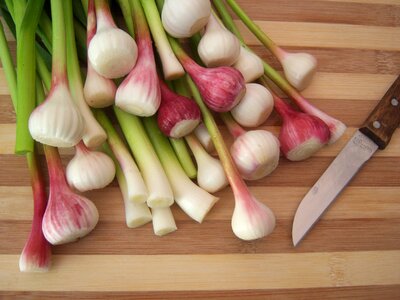 Ingredients you recipes garlic