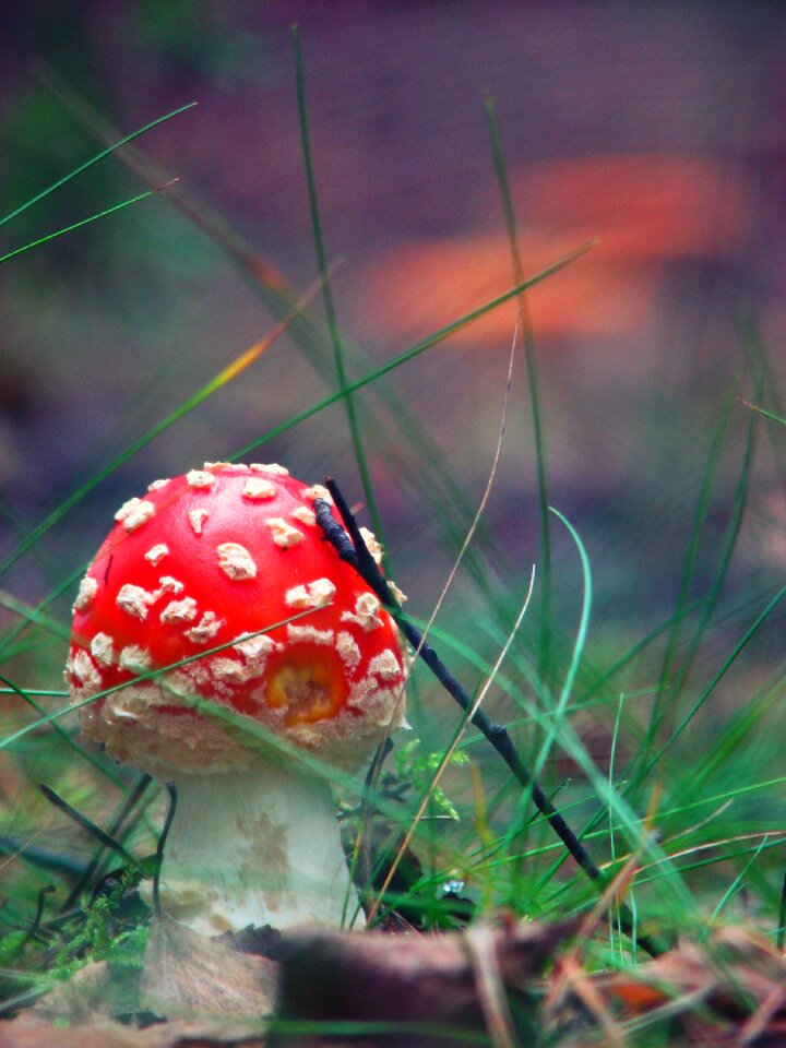Polyana poisonous mushrooms plant