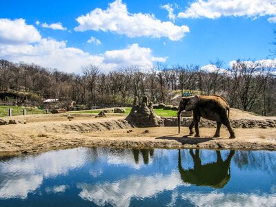 Animals zoo animals