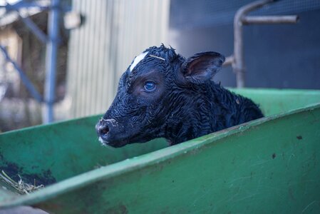 Cute farm cattle photo