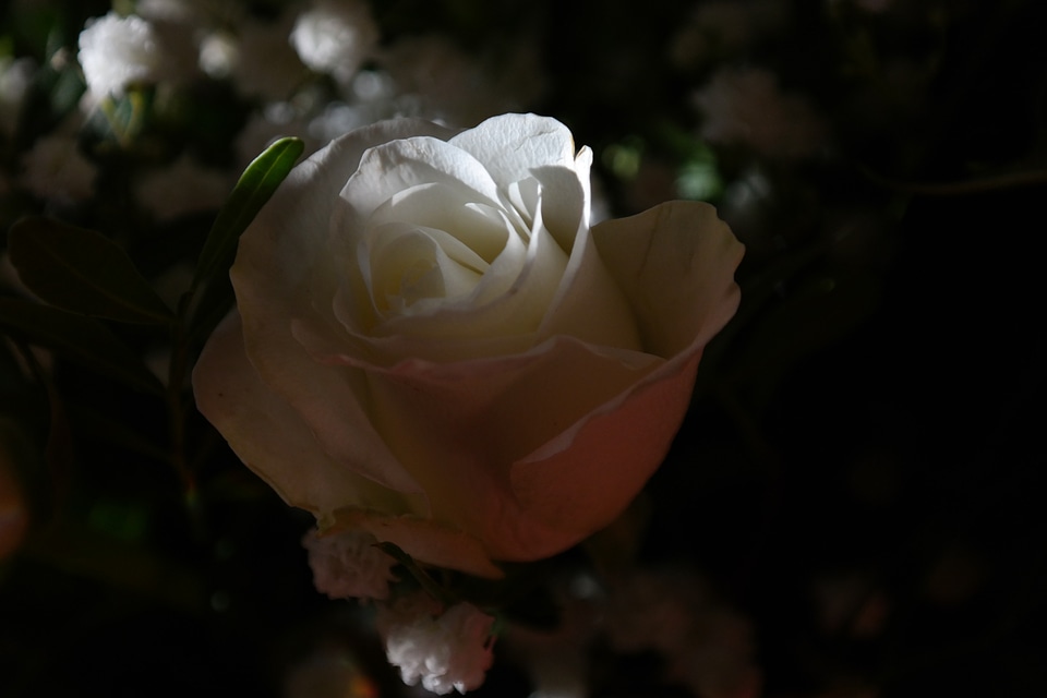 Blossom bloom white rose