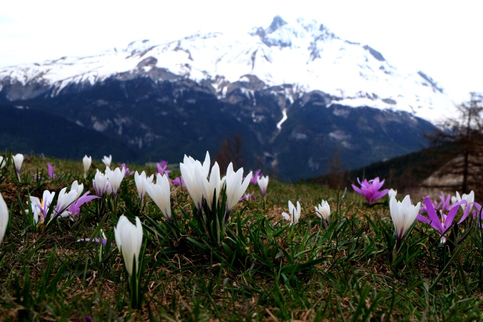 Bramans holy stone extravache crocus