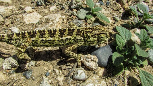 Reptile wildlife fauna