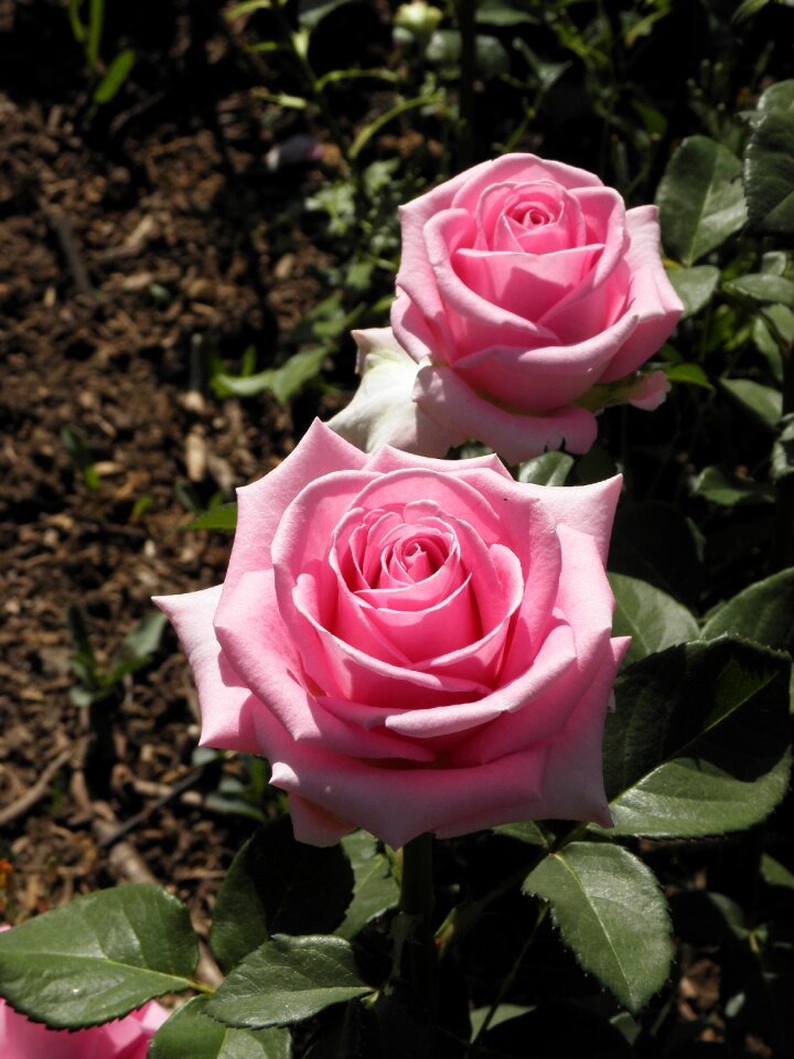 Rose june plants