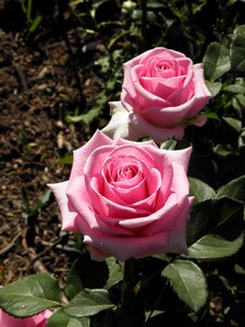 Rose june plants photo