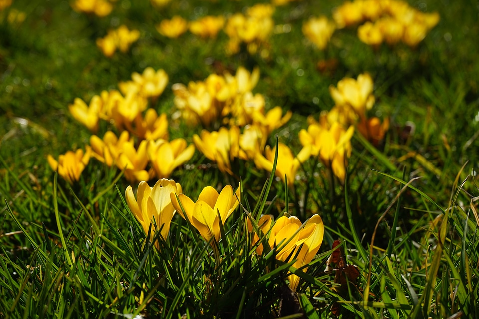 Spring frühlingsblüher yellow