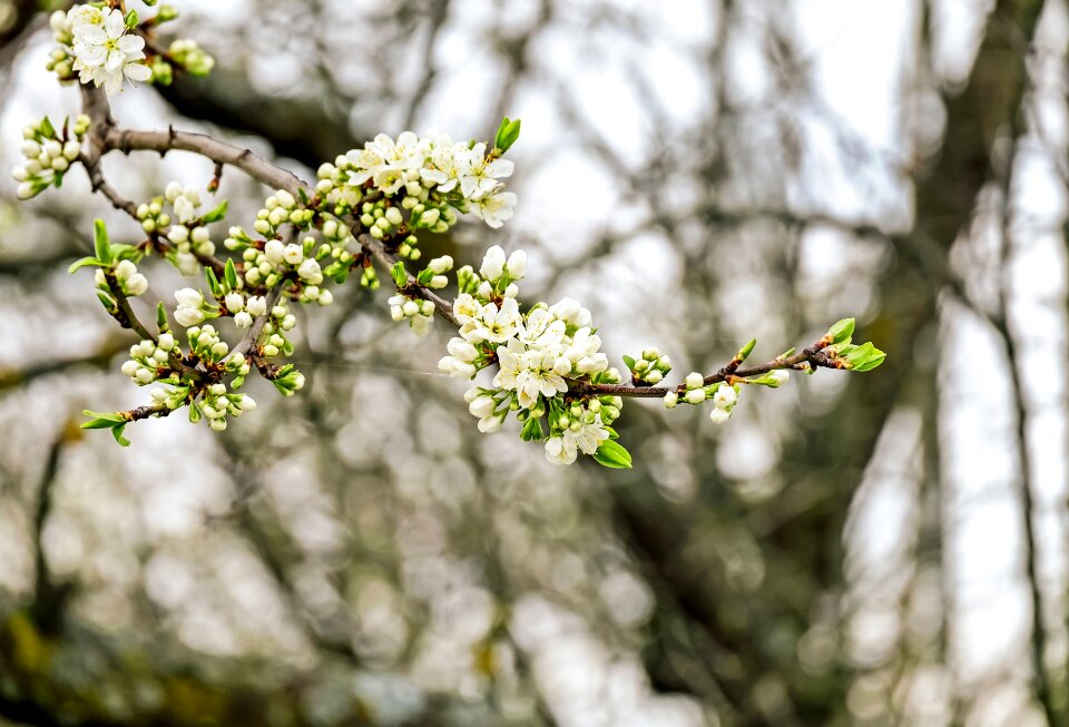 White bloom tree