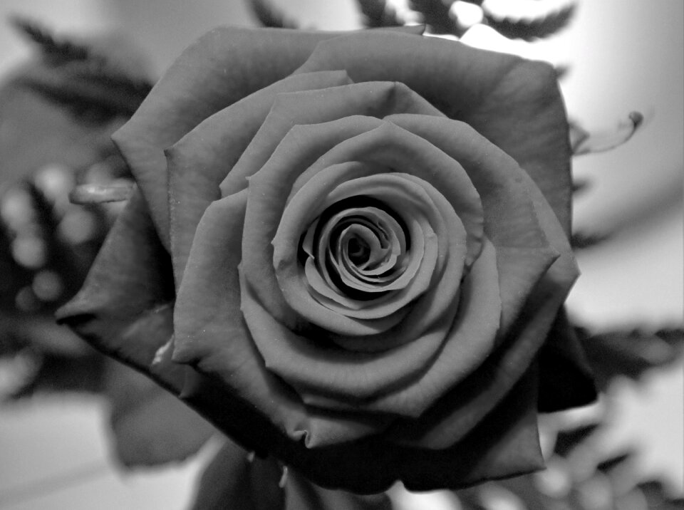 Bloom flower mourning
