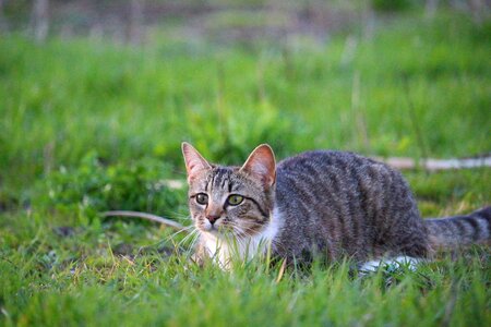 Tiger cat domestic cat grass photo