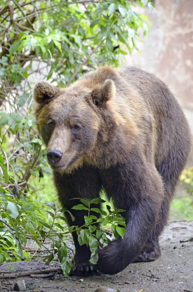 Brown bear snout dangerous