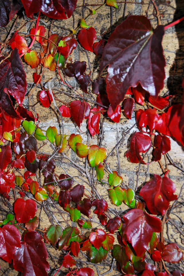 Grapes foliage foliation