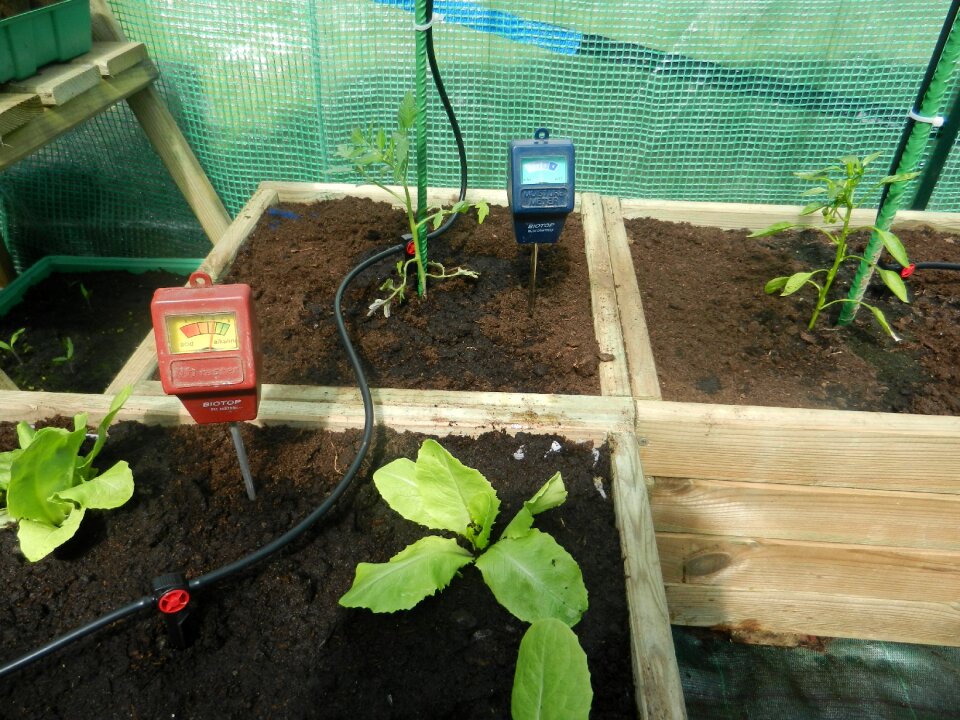 Planters greenhouse lettuce