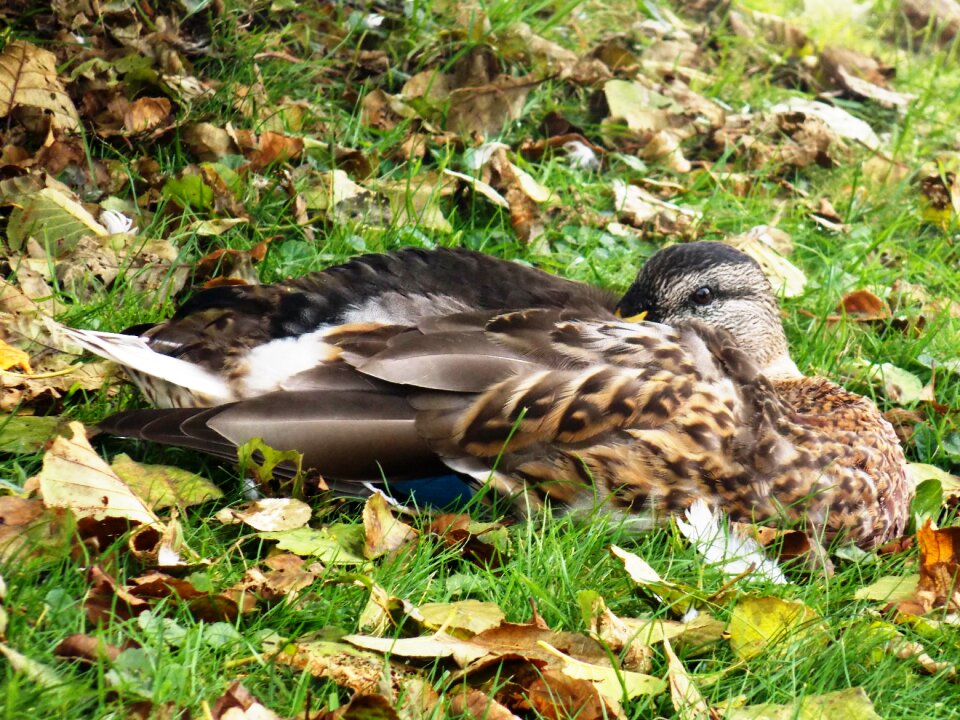 Duck bird animals