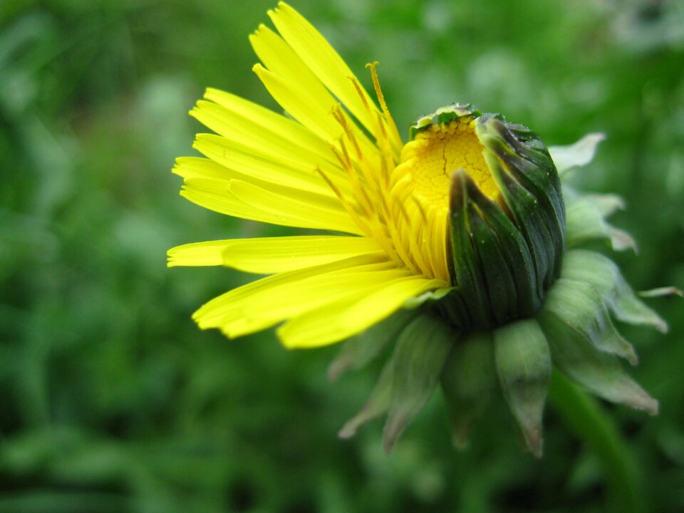 Spring flower yellow