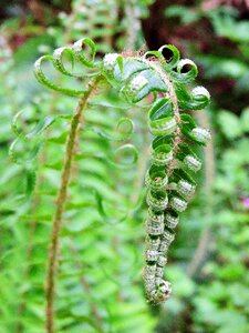 Green plant frond photo