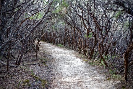 Walkway nature gray path photo