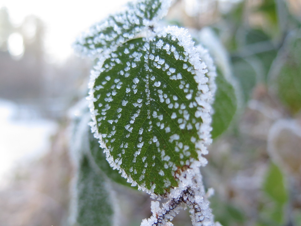 Nature cold hoarfrost