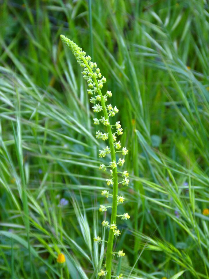 Pastures spring composite flower