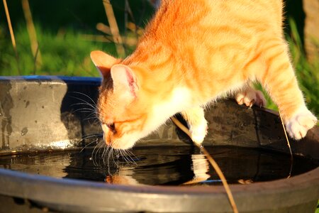 Red mackerel tabby red cat water