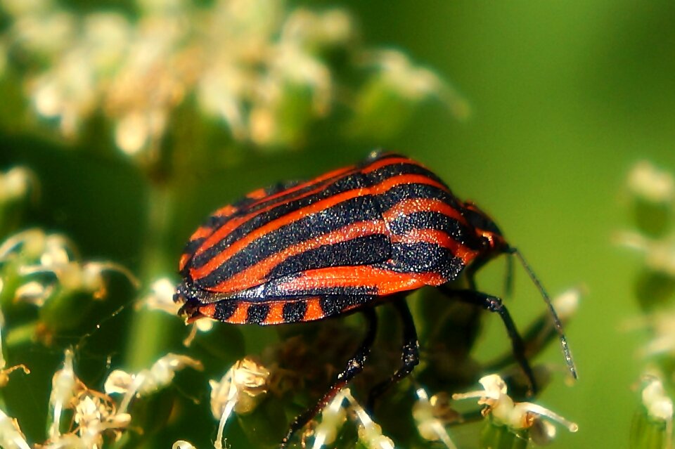 Macro closeup nature