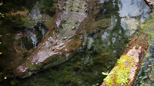 Reptile wildlife predator