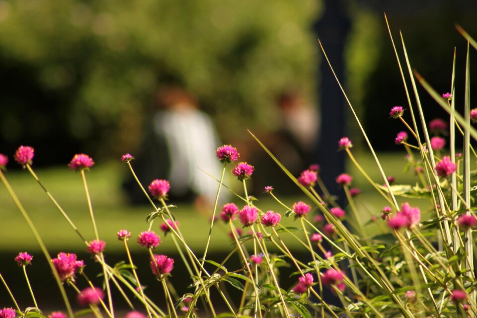 Nature flower garden