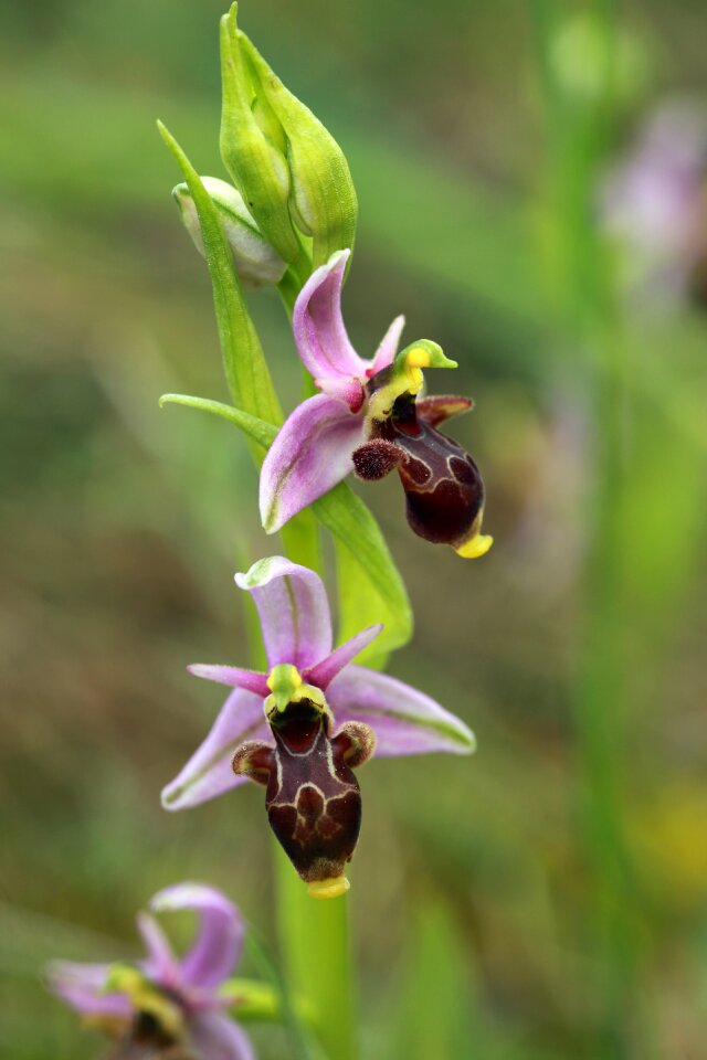Macro orchidaceae violet