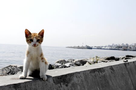 Cute istanbul ginger fur