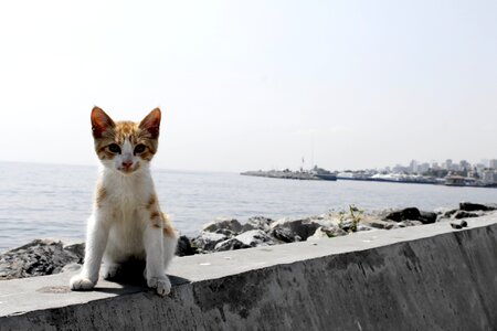 Cute istanbul ginger fur photo