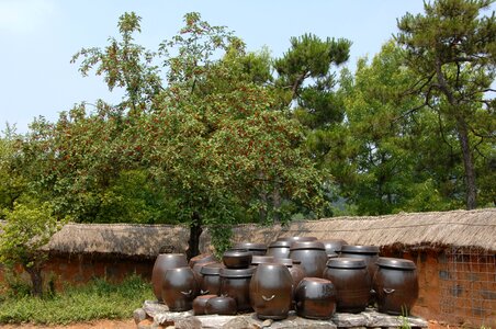 June thatch roofed hose linden tree