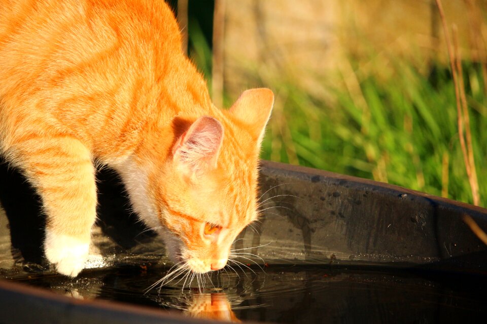 Red mackerel tabby red cat water