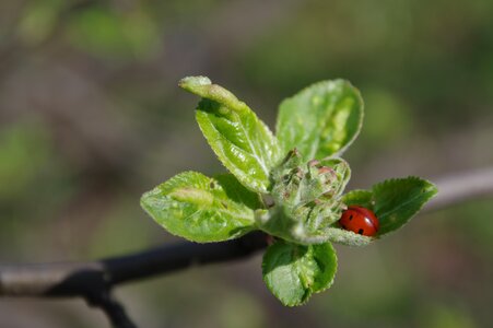 Ladybug green apple flower photo