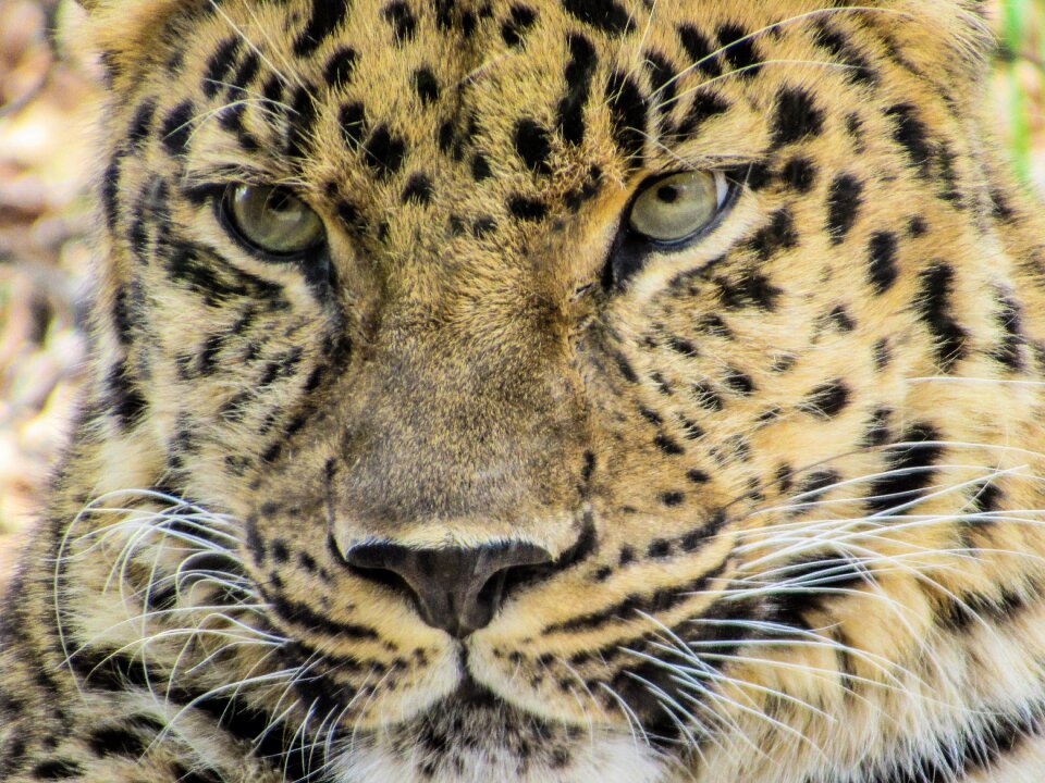 Leopard cat