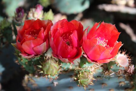 Cactus desert arizona