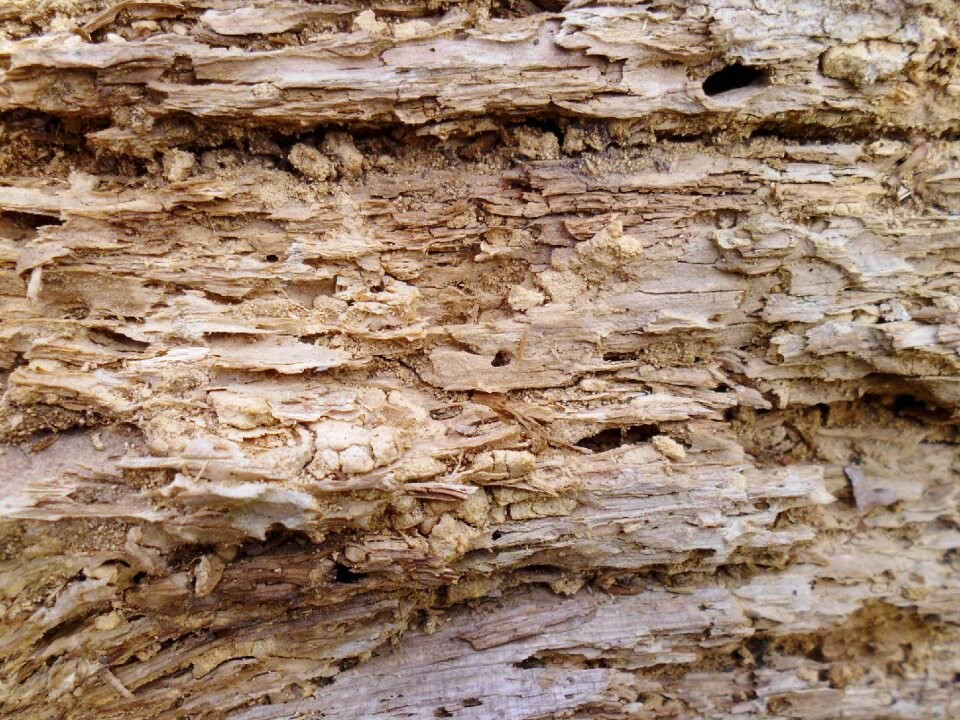 Mouldering the old tree wood
