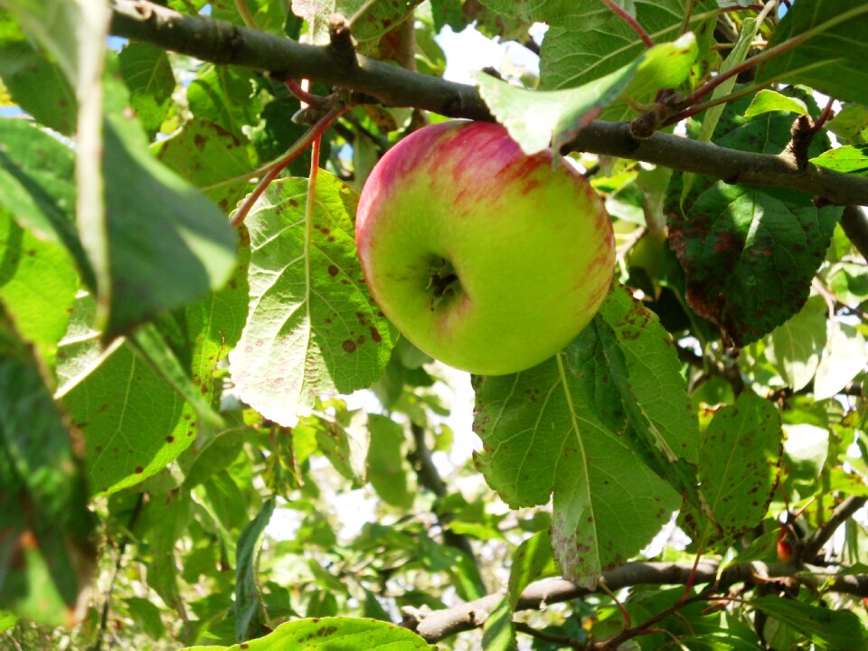 Apple fruit healthy